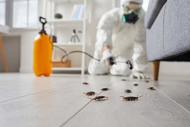 Commercial Rodent Management in Mountain Road